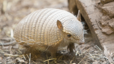 Filhotes de tatu são resgatados após atropelamento da mãe