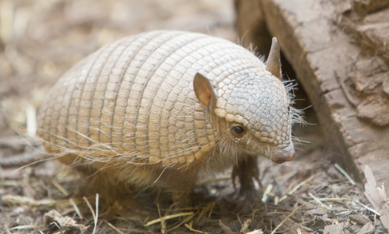 Filhotes de tatu são resgatados após atropelamento da mãe