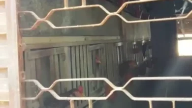 Rinha de galo em Aparecida de Goiânia é descoberta