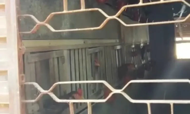 Rinha de galo em Aparecida de Goiânia é descoberta