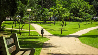 Goiânia Cidade Árvore do Mundo: selo internacional ambiental