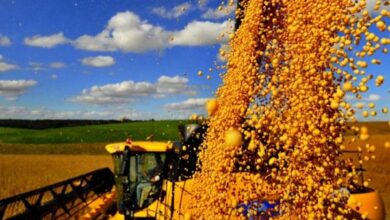 Produção de soja no Vale do Araguaia