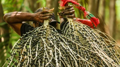 Desenrola Rural alcança R$ 12 bilhões em dívidas renegociadas e supera metas iniciais