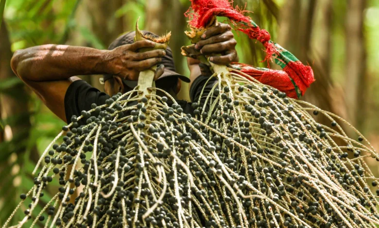 Desenrola Rural alcança R$ 12 bilhões em dívidas renegociadas e supera metas iniciais