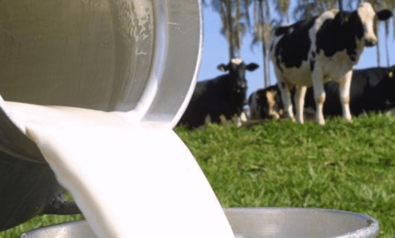 Derivados lácteos têm queda de 4,63% em Goiás em setembro