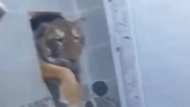 Tigre invade banheiro na Índia e assusta morador