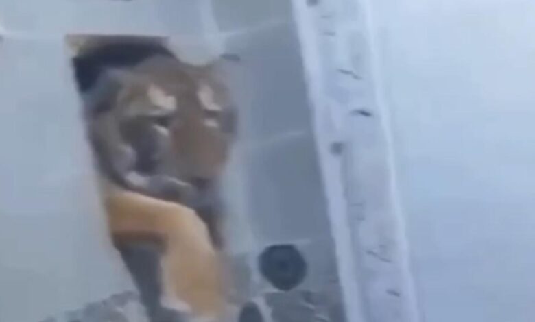 Tigre invade banheiro na Índia e assusta morador