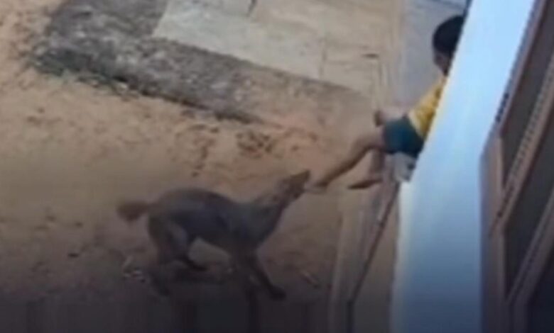 Ataque de raposa: criança se defende e escapa na Índia