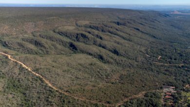 Crédito de carbono: Goiás se habilita para captar na COP30