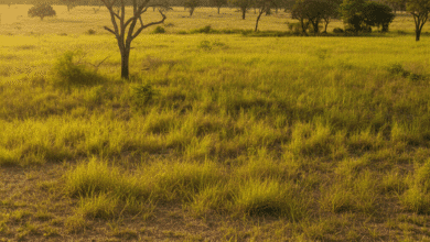 Queda de 70% no desmatamento leva Goiás a faturar com crédito de carbono
