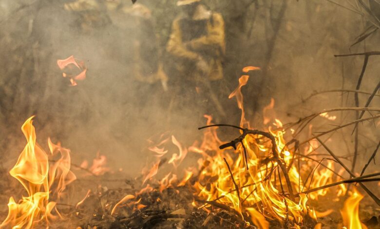 Pantanal registra maior aumento de temperatura no Brasil