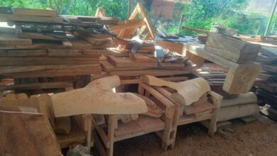 Polícia Civil flagra corte ilegal de angico e interdita serraria em Niquelândia