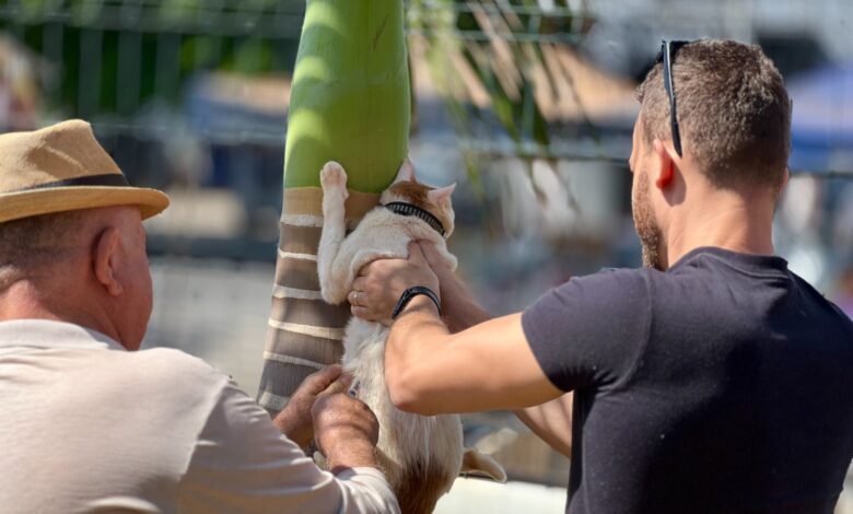 Reforço antirrábico em Goiânia: Prefeitura convoca tutores para sábado