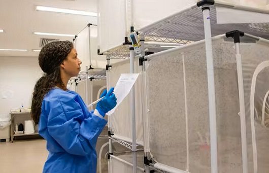 Aparecida adota a estratégia dos Wolbitos