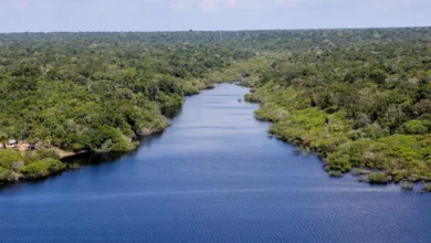 Fundo Amazônia destina R$ 96,6 mi a cadeias da floresta