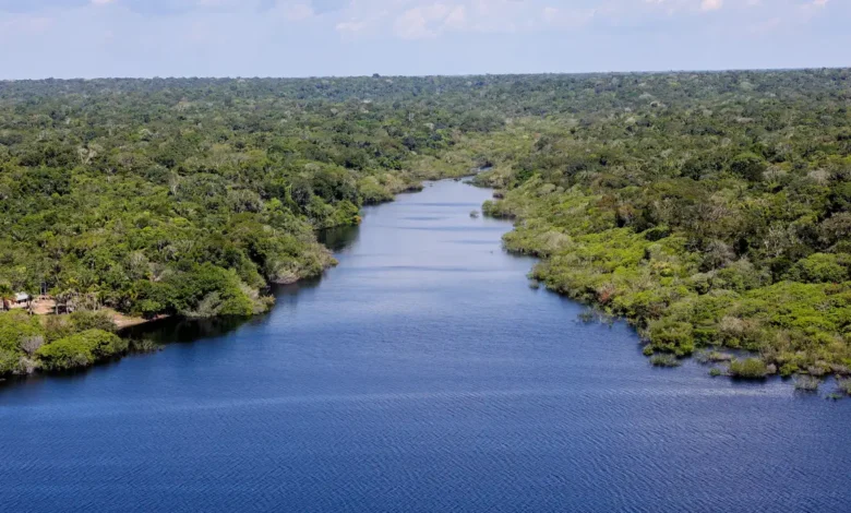 Fundo Amazônia destina R$ 96,6 mi a cadeias da floresta