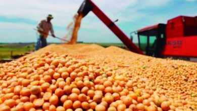 Colheita de soja em grande quantidade