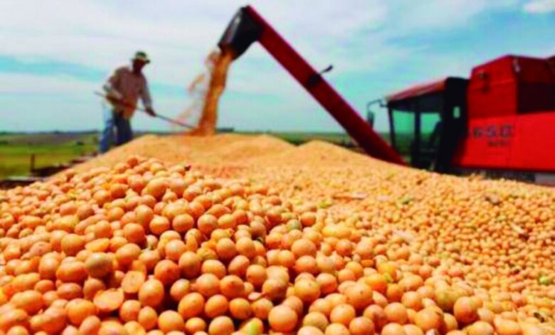 Colheita de soja em grande quantidade