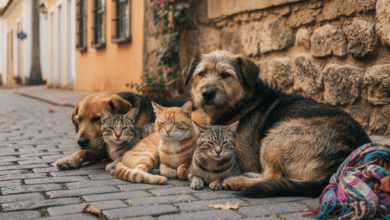 Comerciante é mantido preso por suspeita de envenenar animais em Mineiros