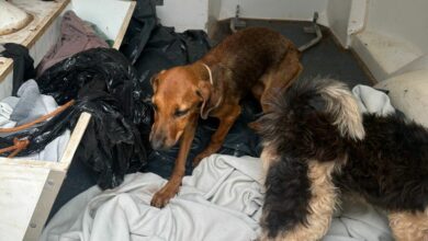 Denúncia anônima leva polícia a cativeiro de animais em Caçu