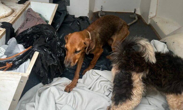 Denúncia anônima leva polícia a cativeiro de animais em Caçu