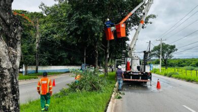 Goiânia define responsabilidades sobre poda de árvores na rede elétrica