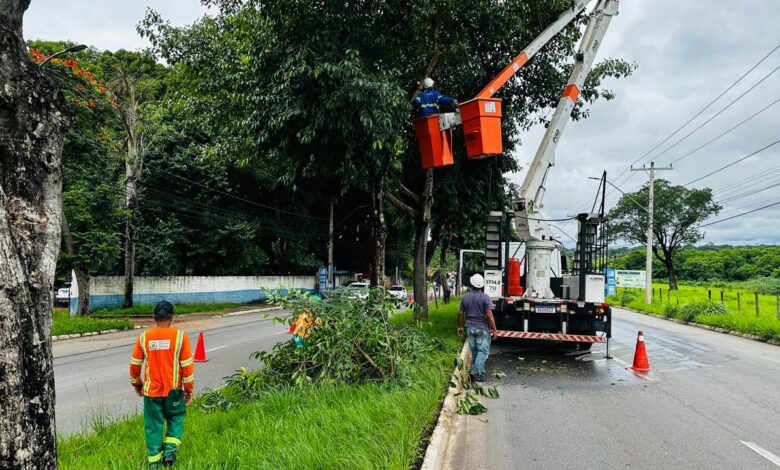 Goiânia define responsabilidades sobre poda de árvores na rede elétrica