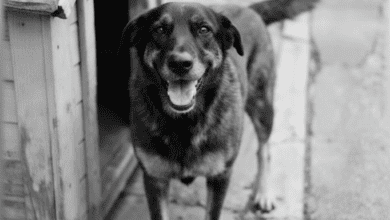 Morte de cão Orelha motiva indiciamentos por obstrução de Justiça