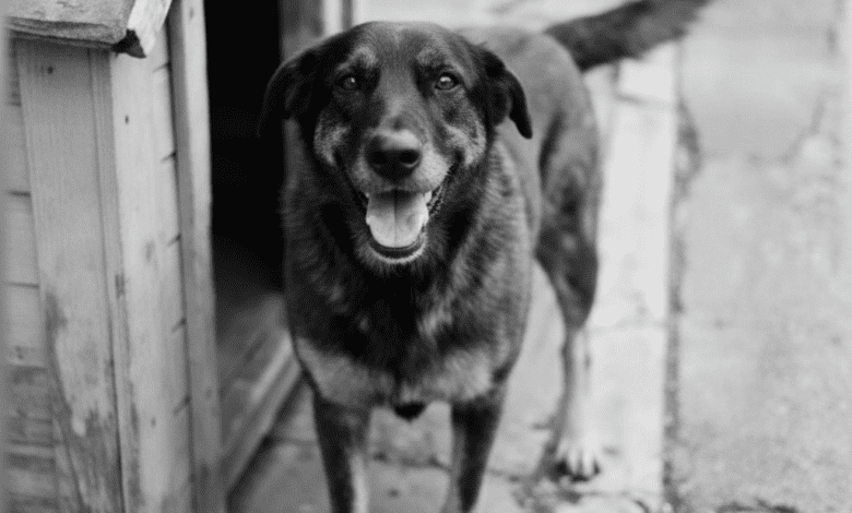 Morte de cão Orelha motiva indiciamentos por obstrução de Justiça
